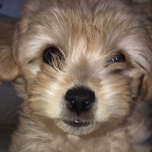 Meet your Posher, Tre